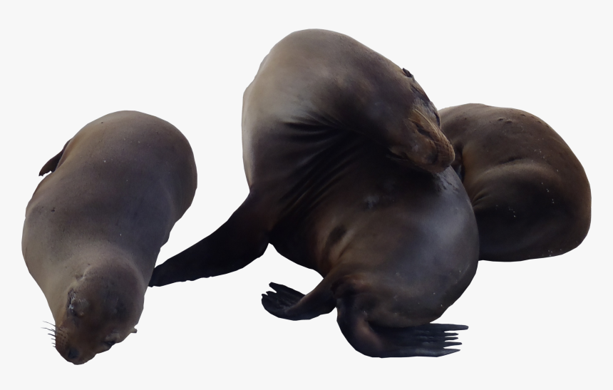 Sea Lions Png, Transparent Png