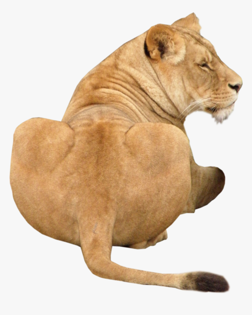 Transparent Leo Png - Lion, Png Download