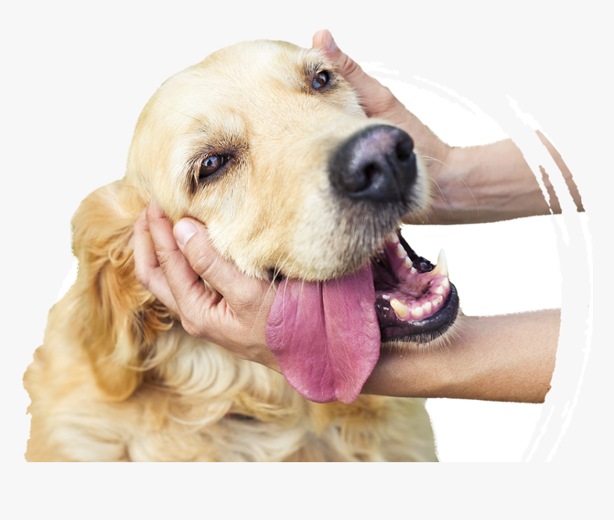 All Kind Of Animals, HD Png Download