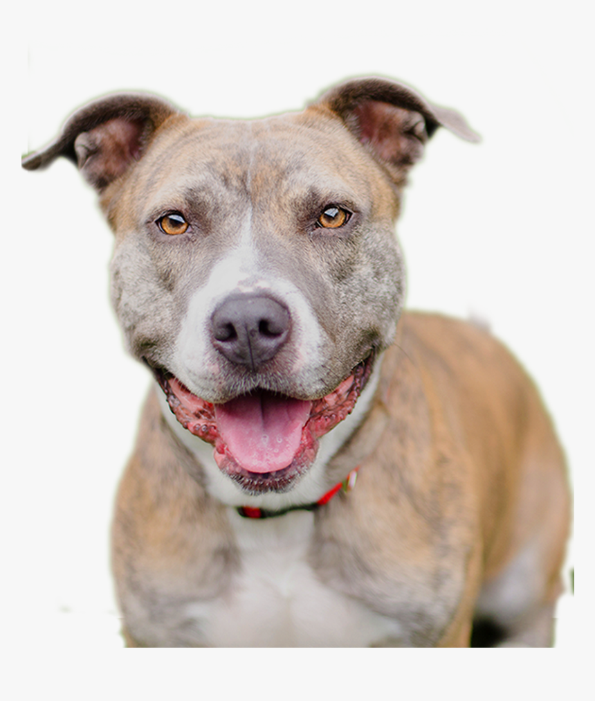 Transparent Dog Transparent Png - American Pit Bull Terrier, Png Download
