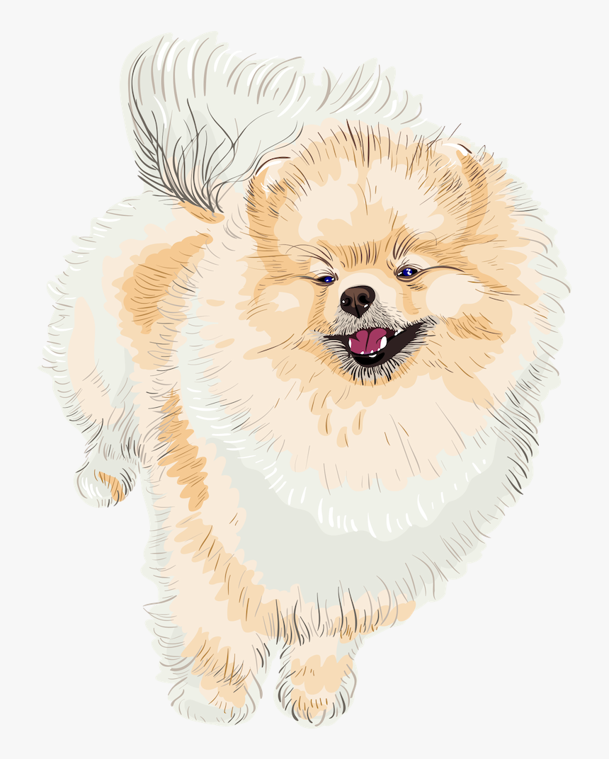 Pomeranian, HD Png Download