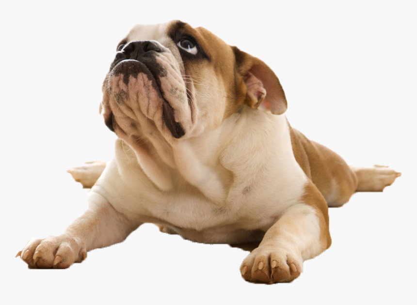 Dog On Back Png, Transparent Png