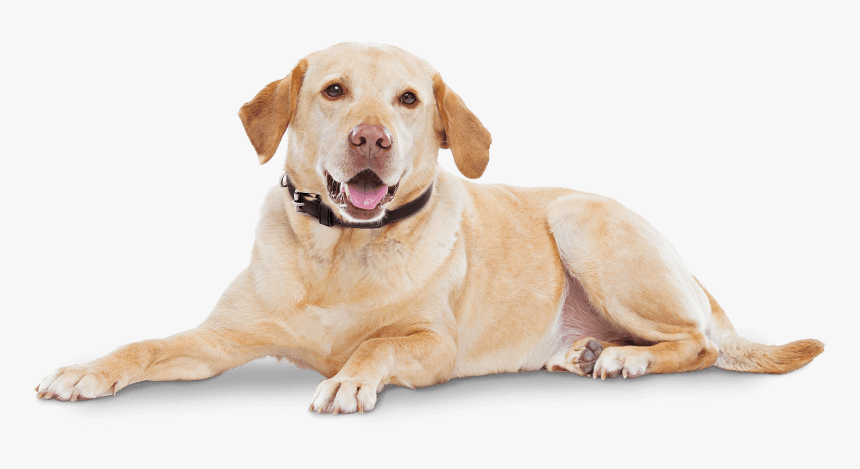 Cytopoint Works With Your Dog’s Own Immune System To - Cytopoint Zoetis, HD Png Download