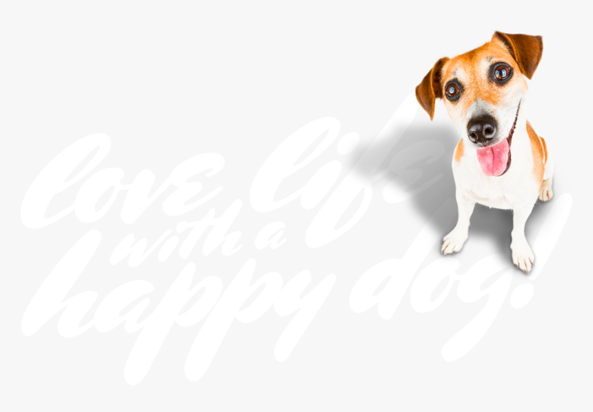 Love Life With A Happy Dog Christchurch &amp - Brazilian Terrier, HD Png Download
