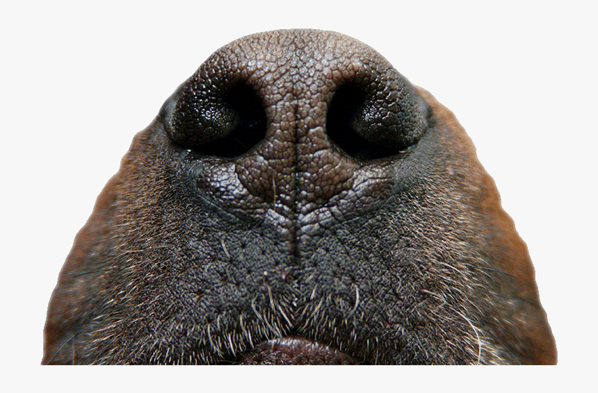Hunde Riechen, HD Png Download