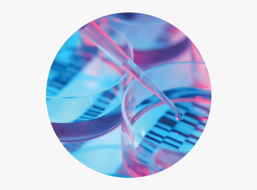 Samplesanalized-01 - Circle, HD Png Download