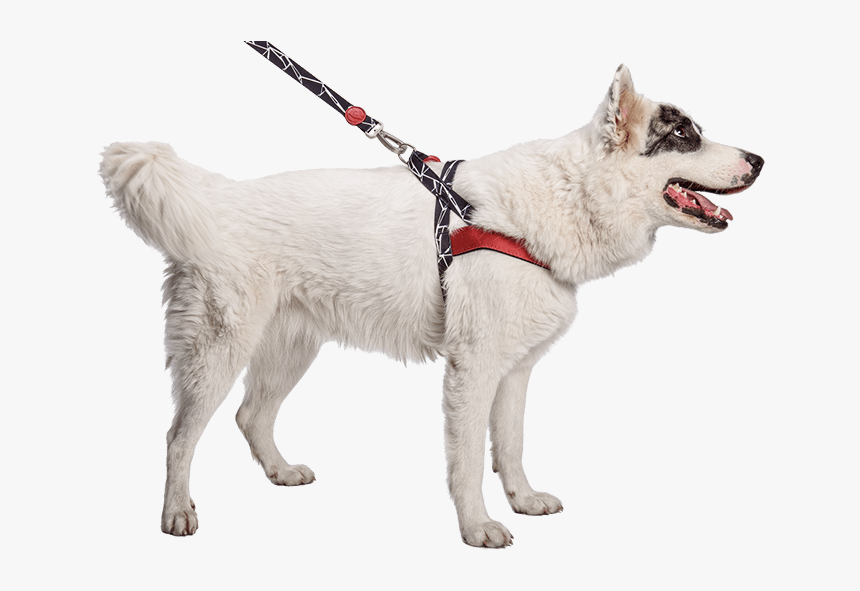 Pettorina Happy Dog, HD Png Download