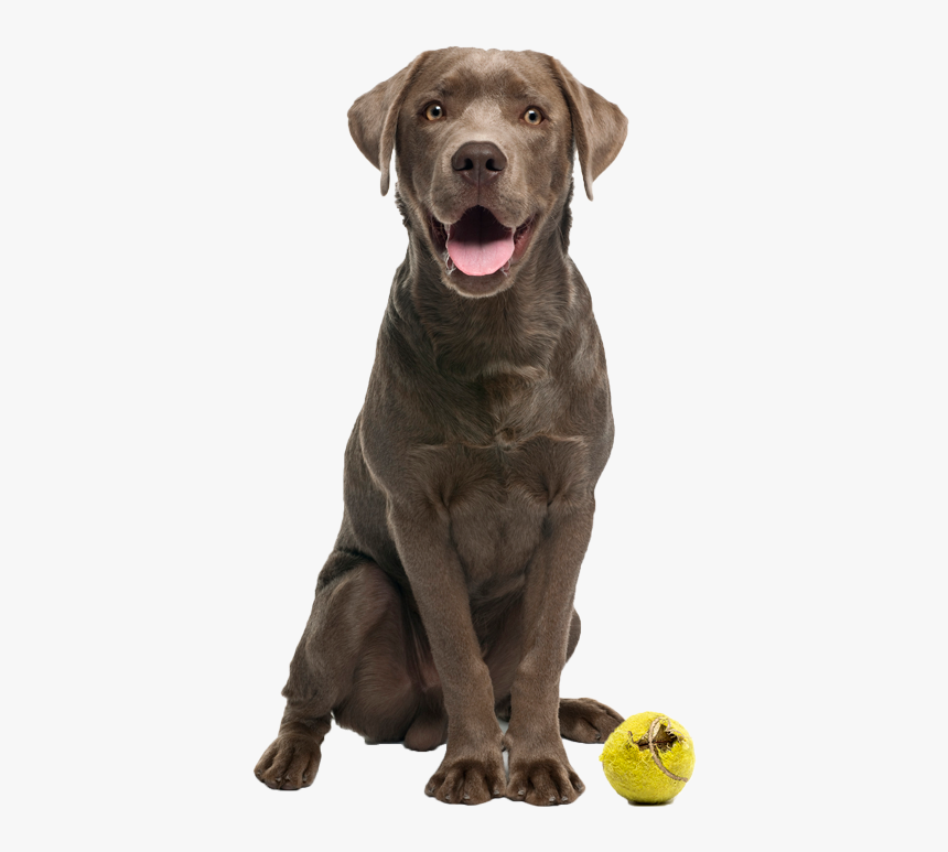 Humane Society Of Durham Region, HD Png Download