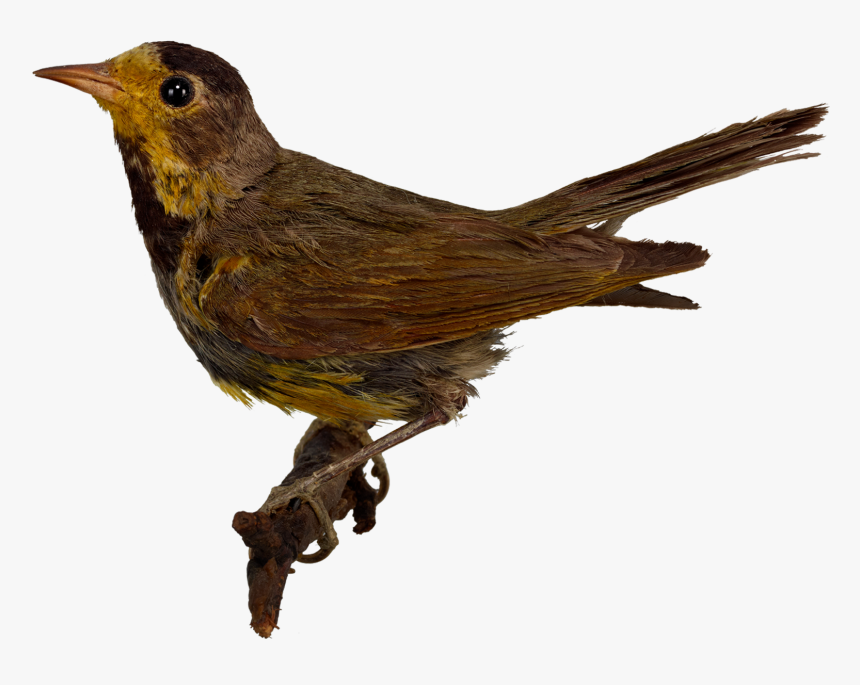 Воробей Птица, HD Png Download