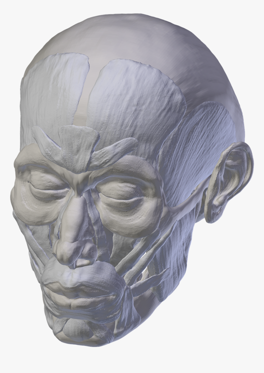 Skull Anatomy Skull And Crossbones Free Picture - Skull, HD Png Download