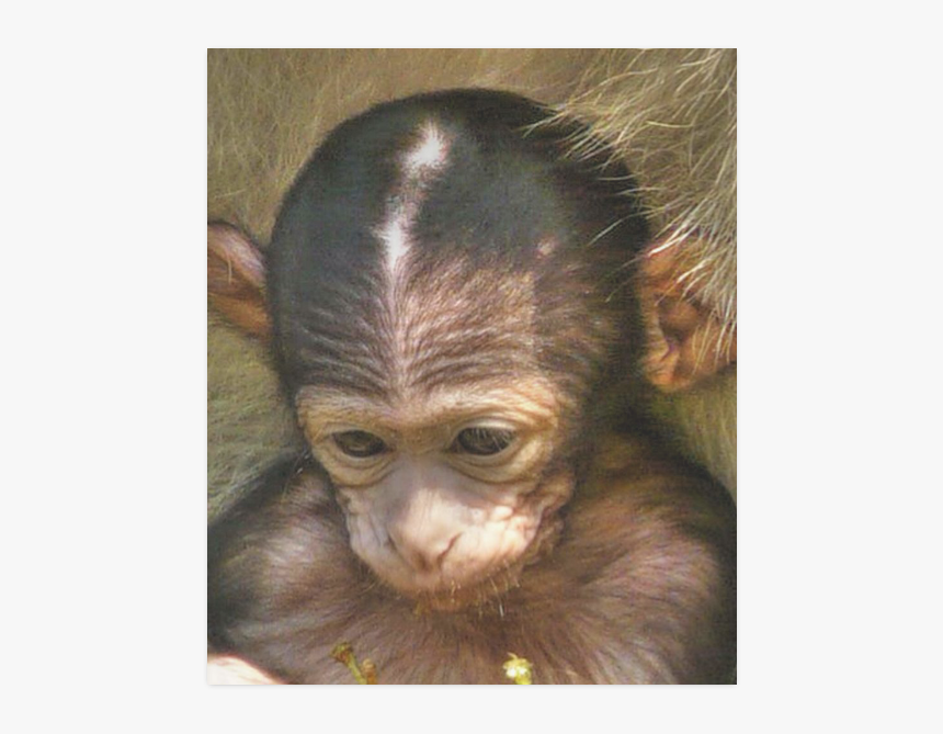 Sweet Baby Monkey Poster 20 X24 - Common Chimpanzee, HD Png Download