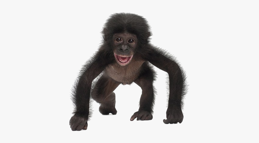 Animals With White Background, HD Png Download