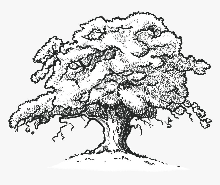 The Old Oak Tree Edenbray - Red Oak Tree Drawing, HD Png Download