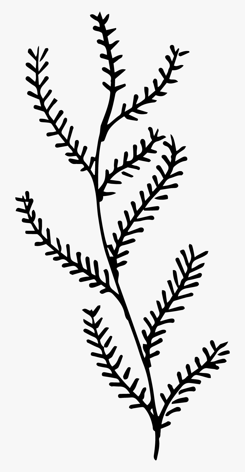 Twig, HD Png Download