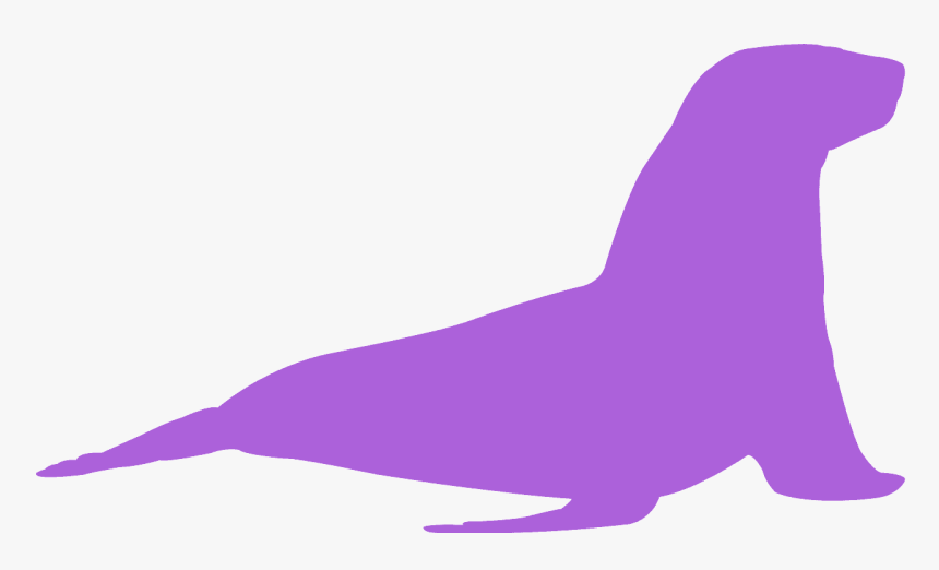 California Sea Lion, HD Png Download