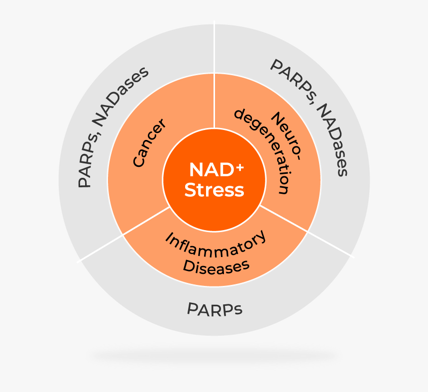 Circle, HD Png Download