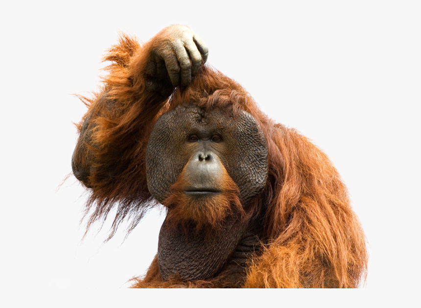 Orangutan Png, Transparent Png