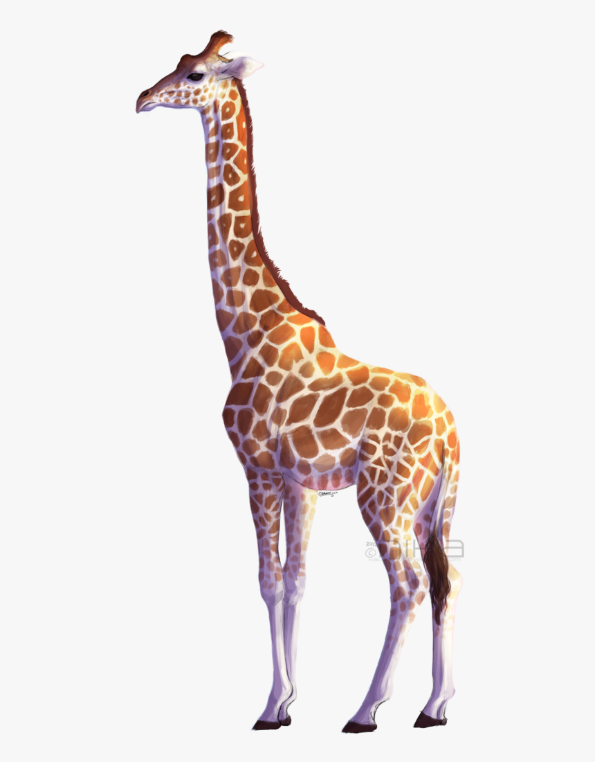 Giraffe Png, Transparent Png