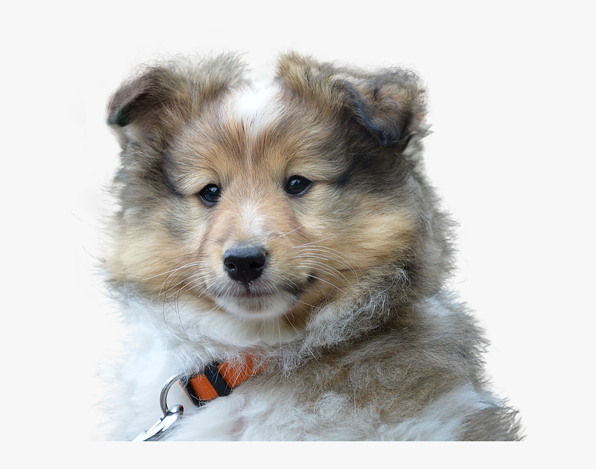 Dog, Cute, Isolated, Pet, Portrait, Sad, Young - Dog Portrait Transparent, HD Png Download