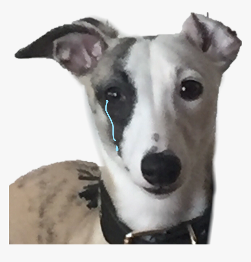 #dog #sad #sadboys #sad - Whippet, HD Png Download