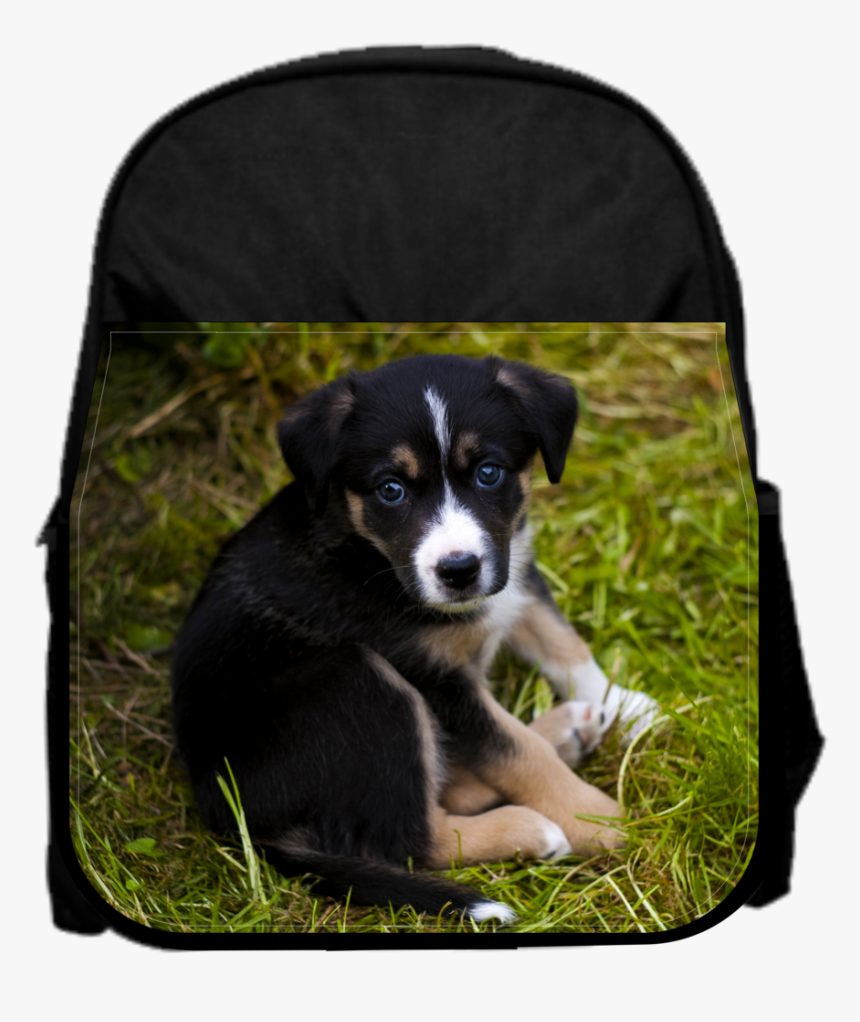 Sad Puppy - Chien Traumatisé, HD Png Download