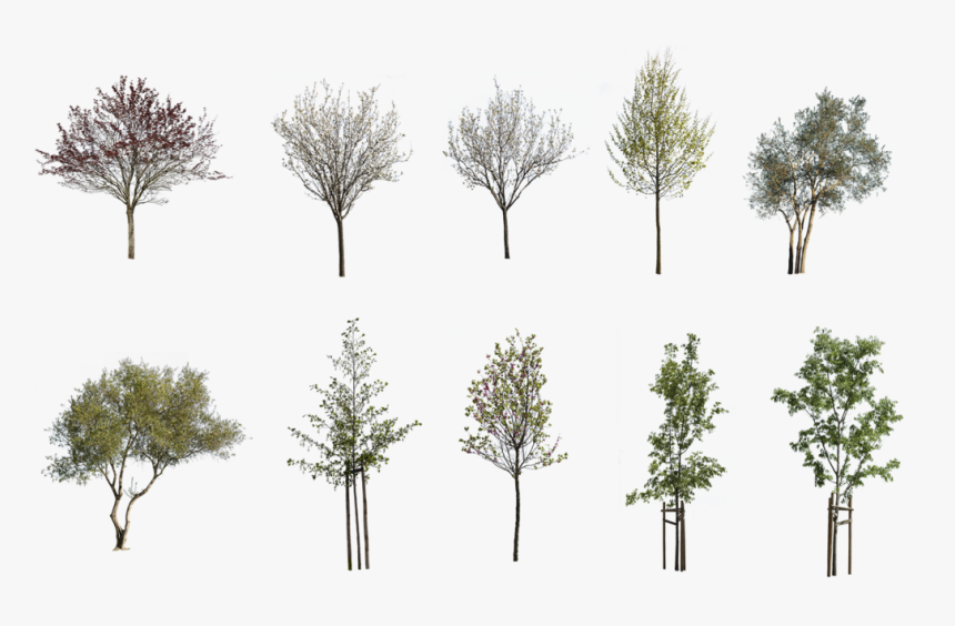 Cutout Free Trees Pack Png, Transparent Png