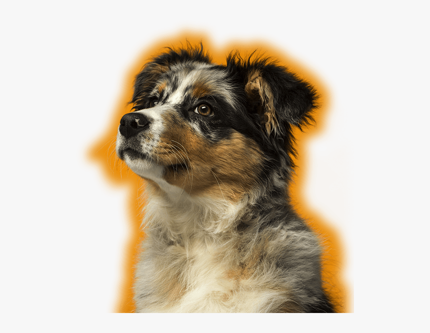 Dog, HD Png Download
