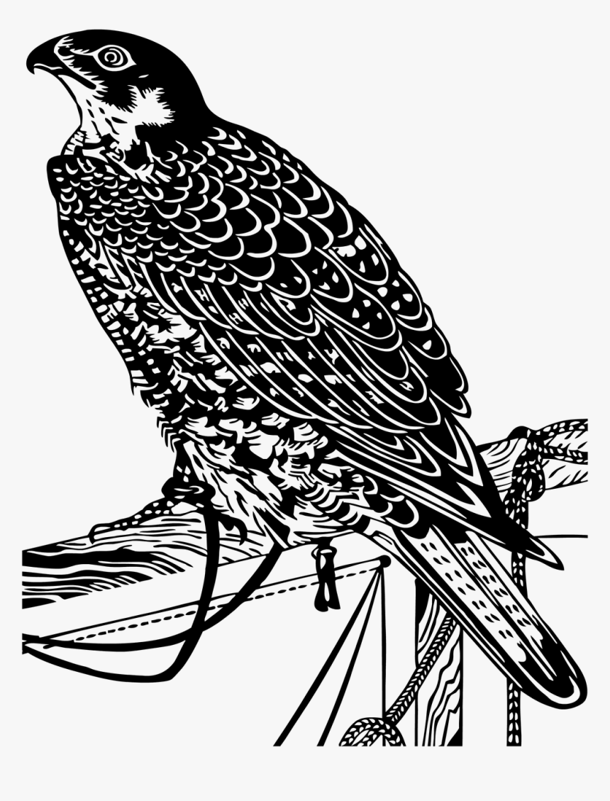 Eagle Animal Fauna Free Picture - Clip Art, HD Png Download