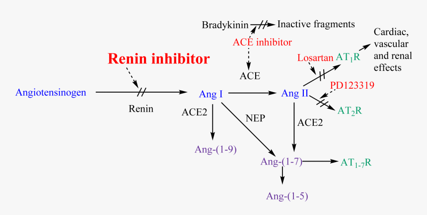 Renin-anigotensin System And Potential Steps Of Blockage - Raas Inhibitors, HD Png Download