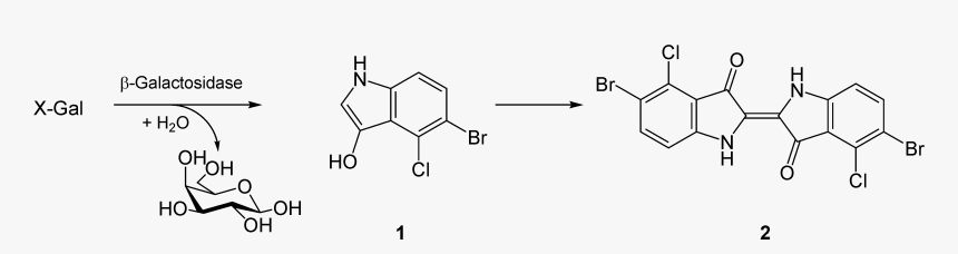 X-gal Reaction - X Gal Reaction, HD Png Download