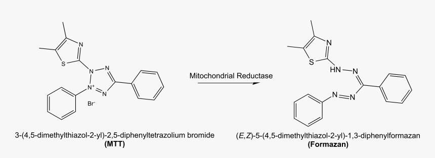 Mtt Reaction - Mtt Formazan, HD Png Download
