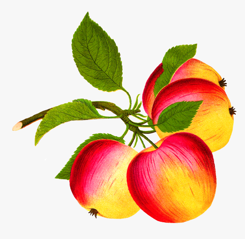 Digital Apple Image - Food, HD Png Download