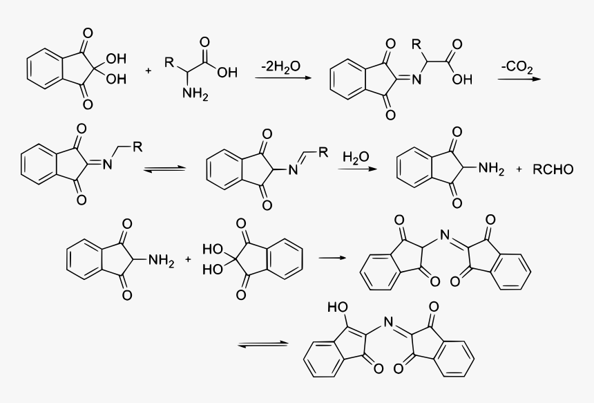 Ninhydrin Reaction Mechanism Clip Arts - Reaccion De La Ninhidrina, HD Png Download