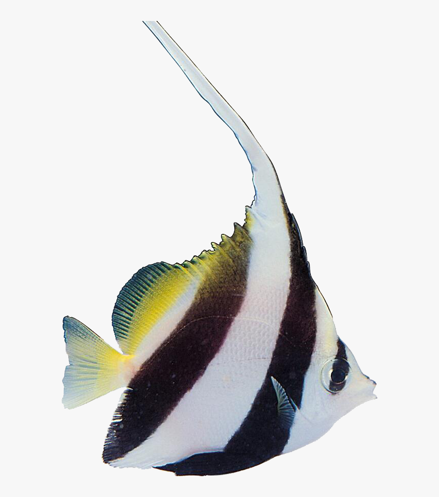 Tropical Fish Carassius Auratus Aquatic Plants - Portable Network Graphics, HD Png Download