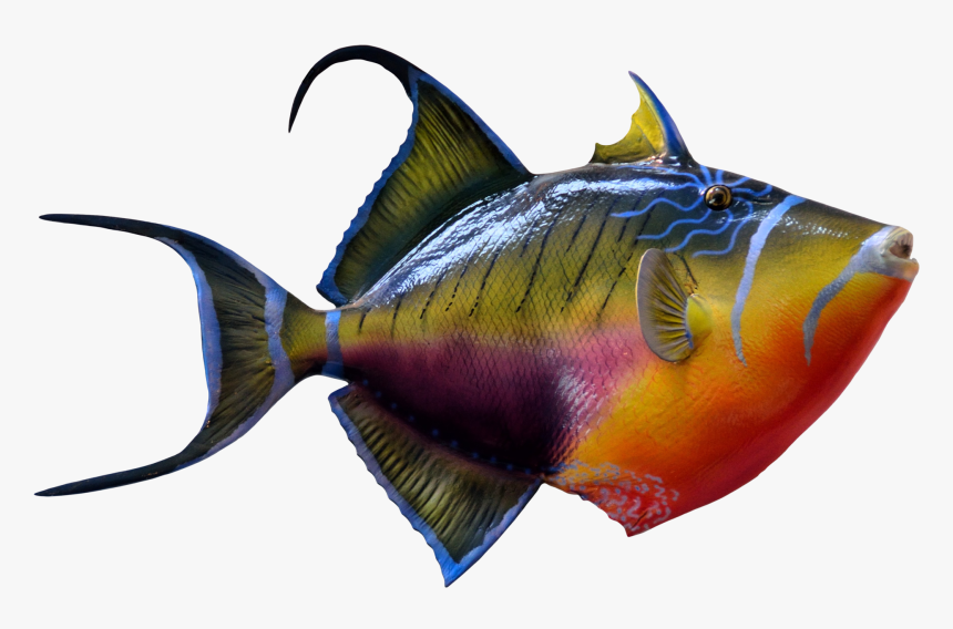 Portable Network Graphics Goldfish & Tropical Fish - Color Fish Images Png, Transparent Png