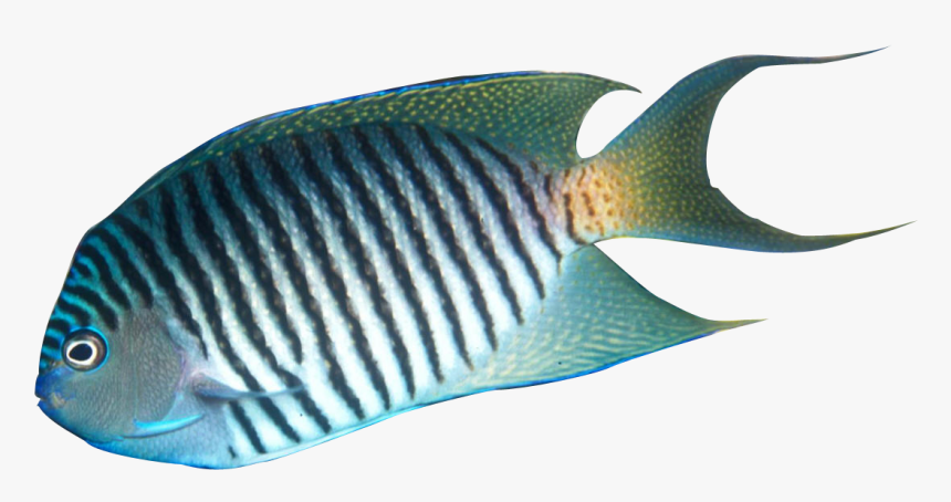 Transparent Tropical Fish Png - Realistic Tropical Fish Clipart, Png Download