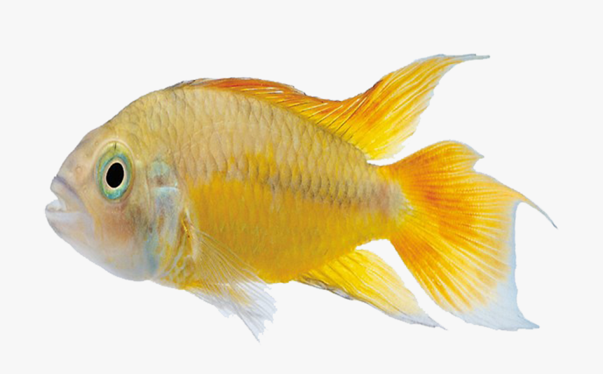 Carassius Auratus Marine Biology Tropical Fish - Yellow Fish Silhouette, HD Png Download