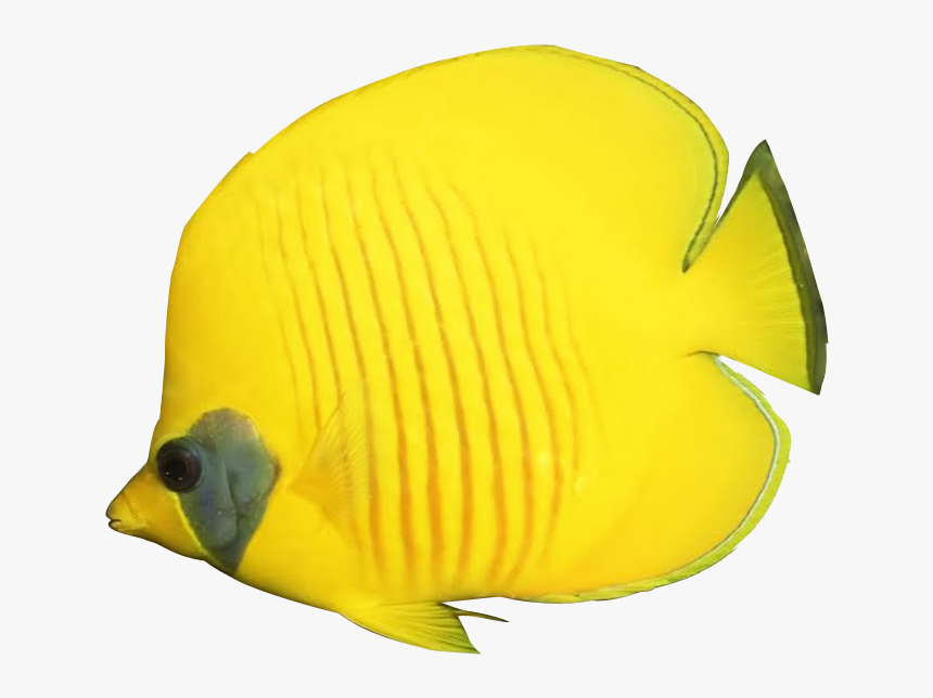 Tropical Fish Downloads Banner Black And White Download