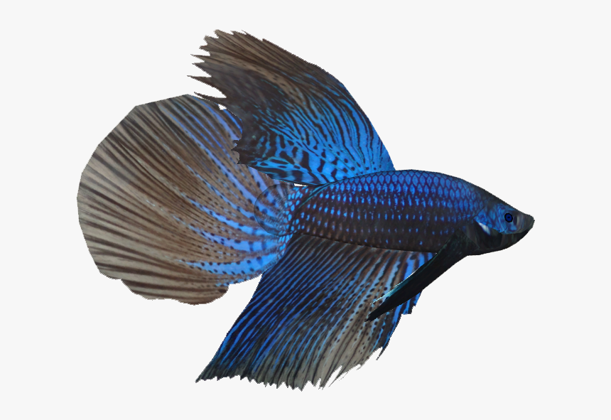 Fresh Water Tropical Fish, HD Png Download