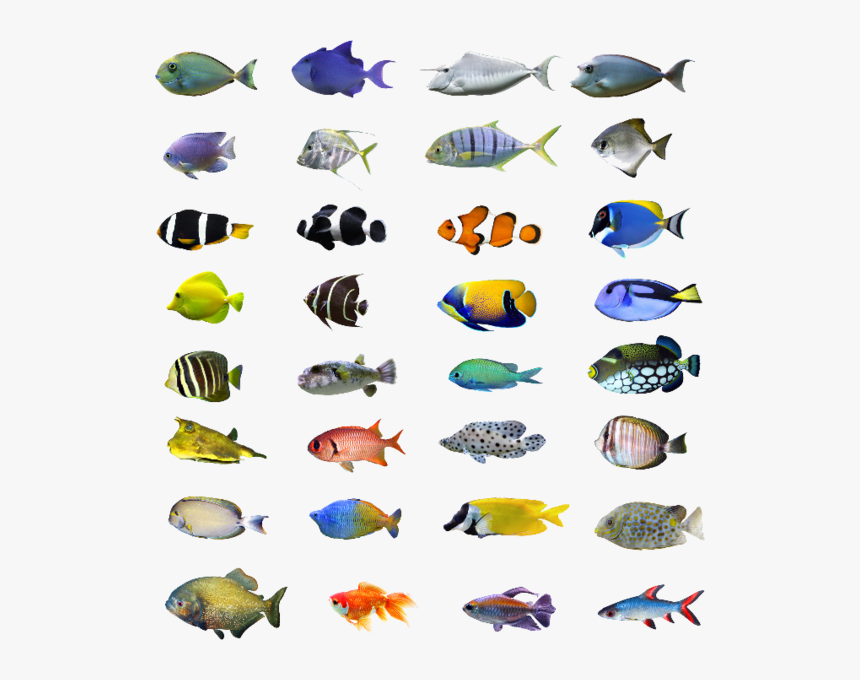 Tropical Fish Bali, HD Png Download