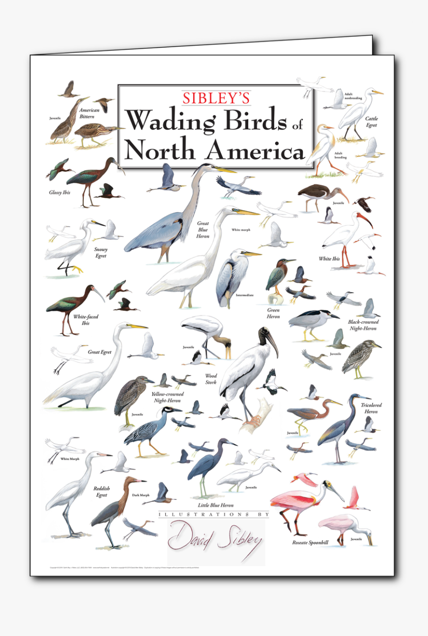 North American Water Birds, HD Png Download