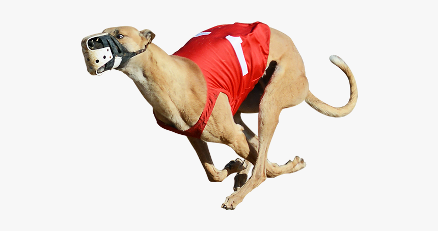One Of The Greyhounds Racing At Bestbet - Greyhound Racing Png, Transparent Png