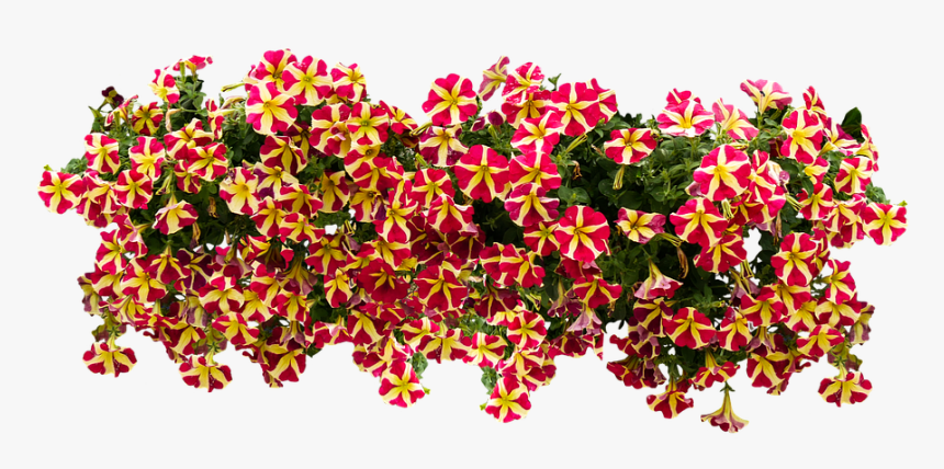 American Flowers Image Png , Png Download - Petunia Png, Transparent Png