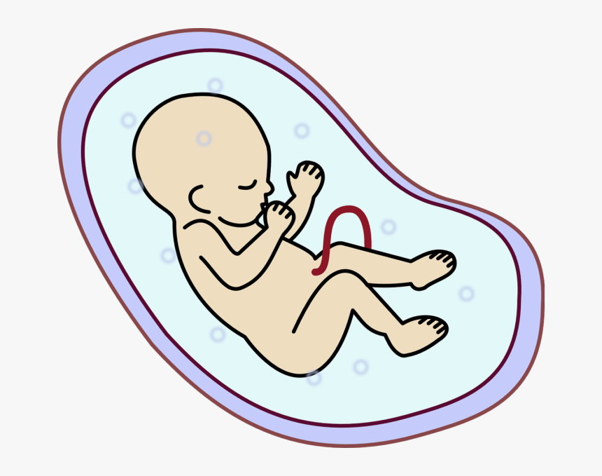 Embryo Clipart, HD Png Download