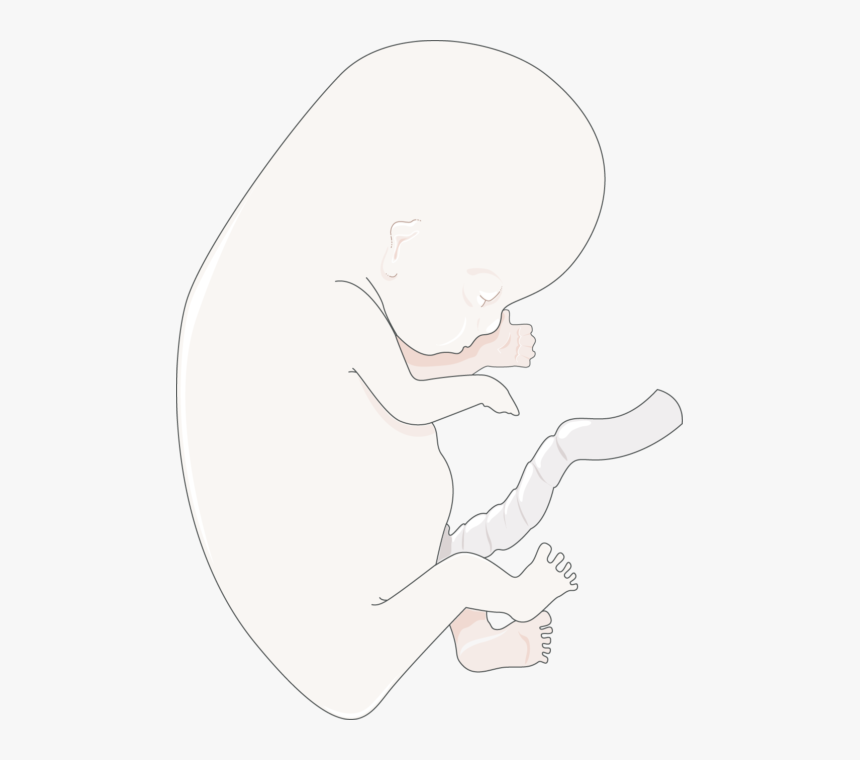 Illustration, HD Png Download