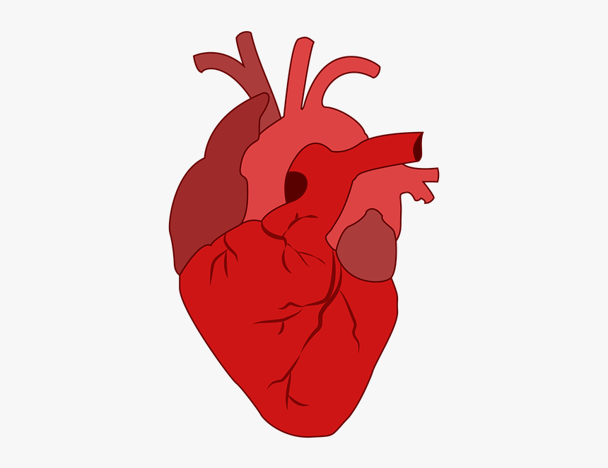 Corazón, Sangre - Real Heart Clipart, HD Png Download