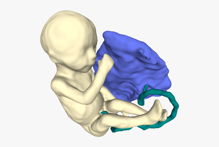 Fetus Placenta - Illustration, HD Png Download