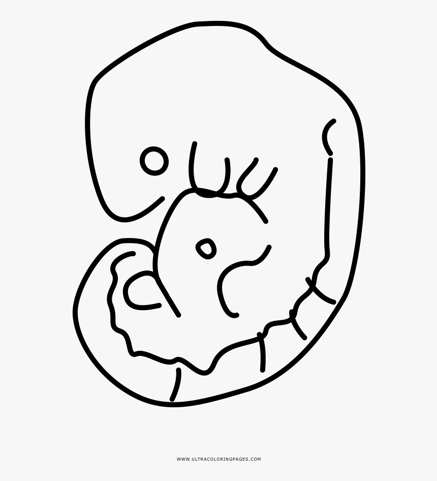 Fetus Coloring Page - Line Art, HD Png Download
