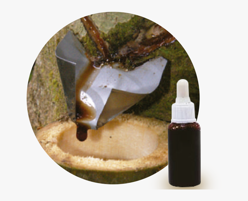 Croton Lechleri Resin, HD Png Download