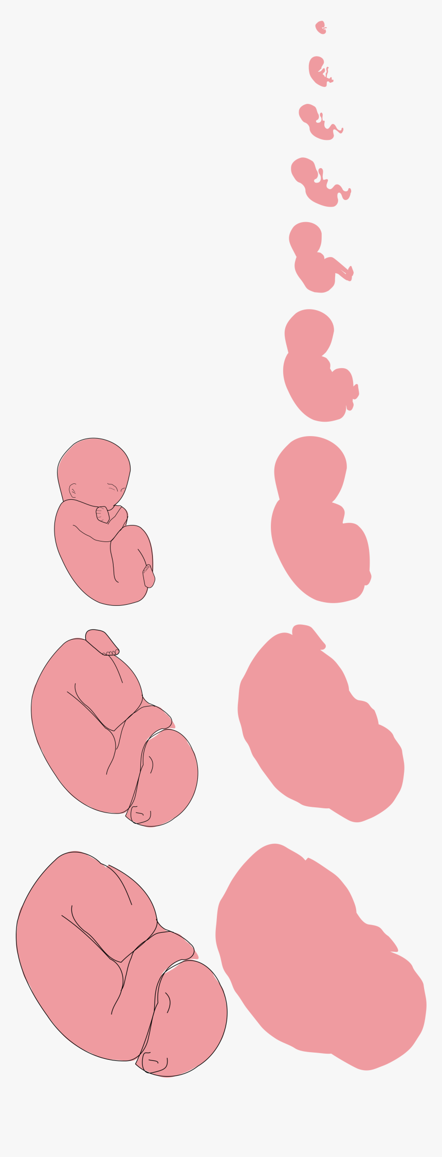 File - Fetus Proposal - Svg - Fetus , Png Download - Illustration, Transparent Png